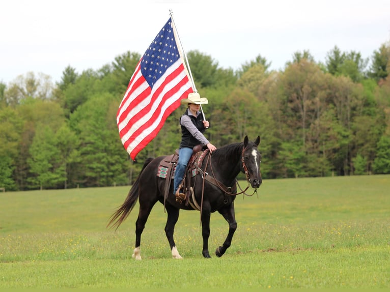 American Quarter Horse Castrone 12 Anni Morello in Clarion
