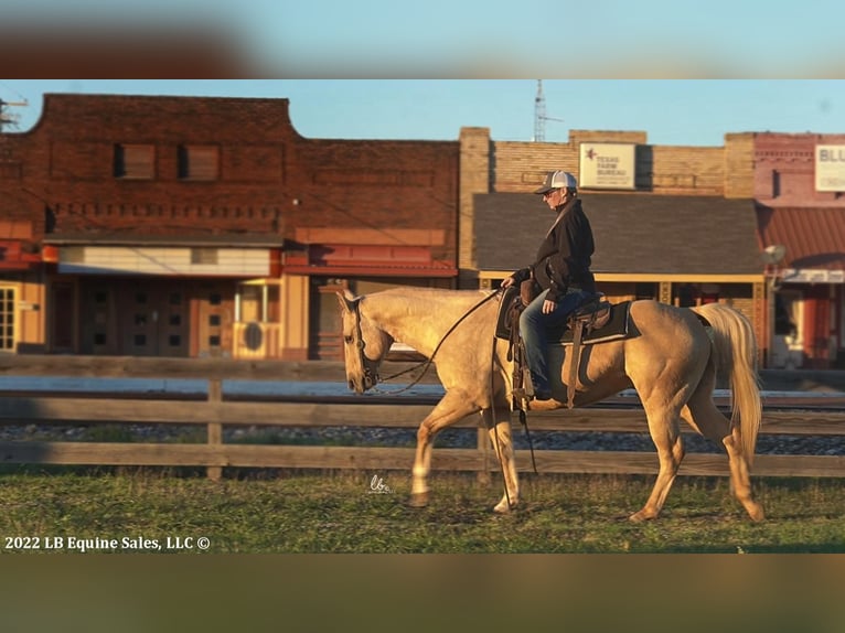 American Quarter Horse Castrone 12 Anni Palomino in Terrell, TX