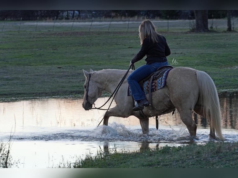 American Quarter Horse Castrone 12 Anni Palomino in Terrell, TX