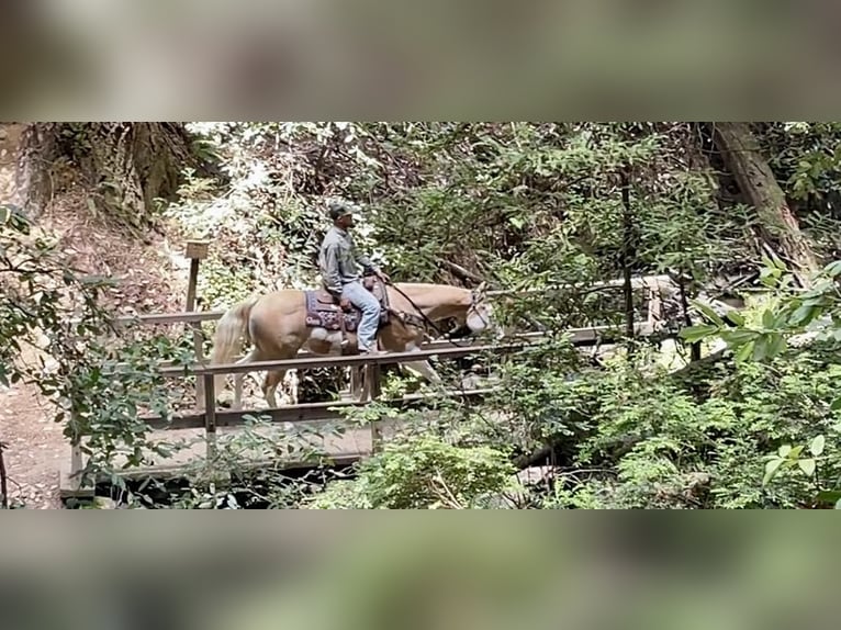 American Quarter Horse Castrone 12 Anni Palomino in PAICINES, CA