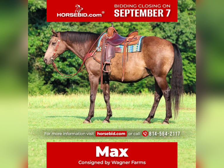 American Quarter Horse Castrone 12 Anni Pelle di daino in Clarion