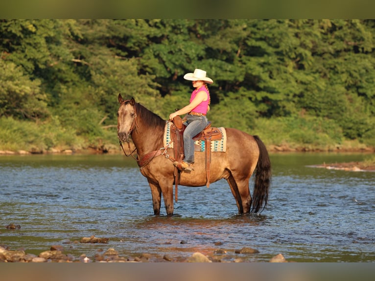 American Quarter Horse Castrone 12 Anni Pelle di daino in Clarion
