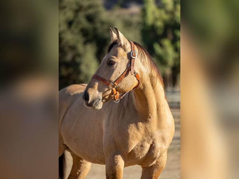 American Quarter Horse Castrone 12 Anni Pelle di daino in Ventura