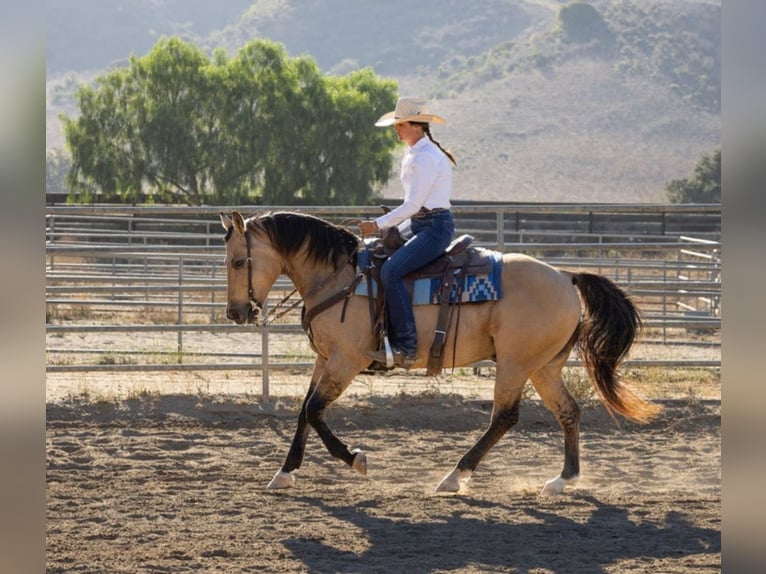 American Quarter Horse Castrone 12 Anni Pelle di daino in Ventura