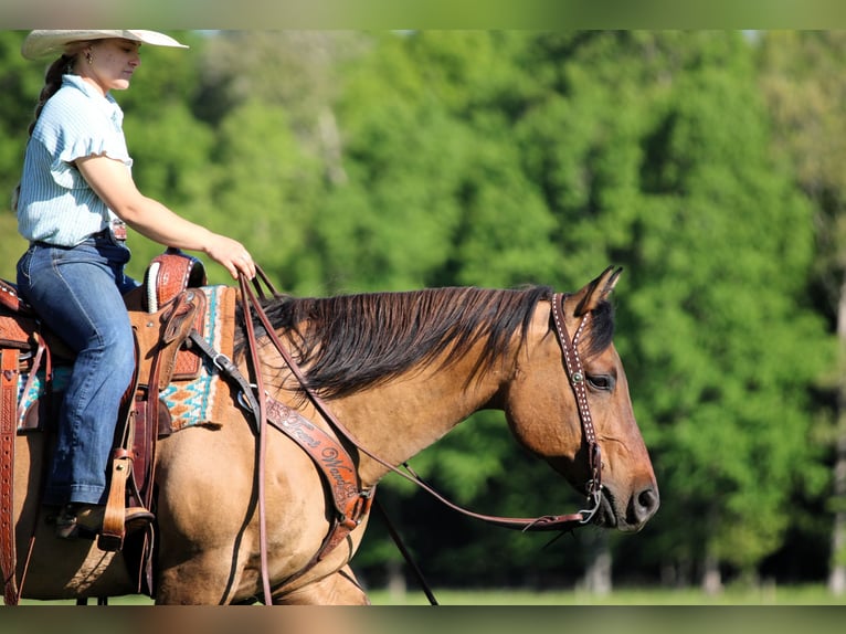 American Quarter Horse Castrone 12 Anni Pelle di daino in Clarion