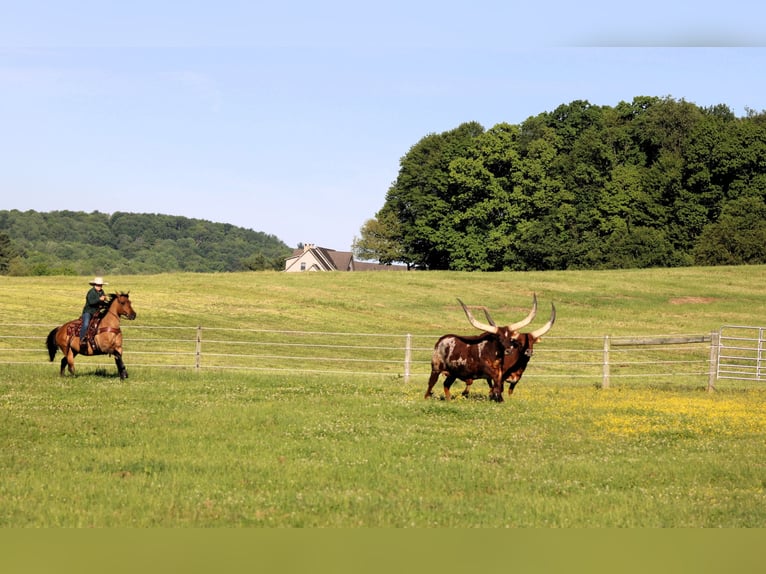 American Quarter Horse Castrone 12 Anni Pelle di daino in Clarion