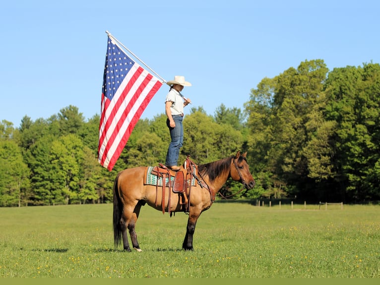 American Quarter Horse Castrone 12 Anni Pelle di daino in Clarion