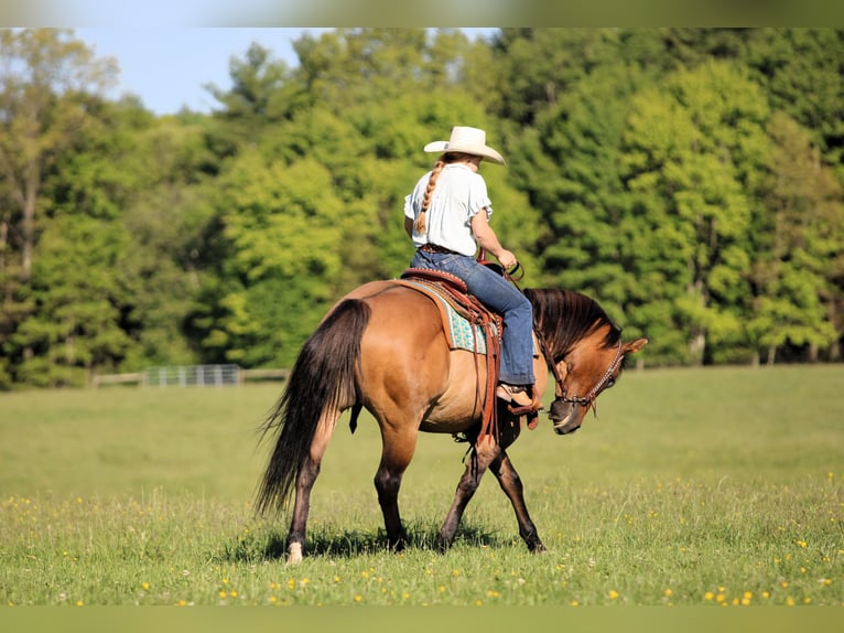 American Quarter Horse Castrone 12 Anni Pelle di daino in Clarion