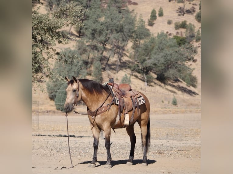American Quarter Horse Castrone 12 Anni Pelle di daino in Tres Pinos