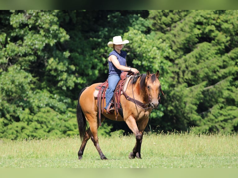 American Quarter Horse Castrone 12 Anni Pelle di daino in Clarion