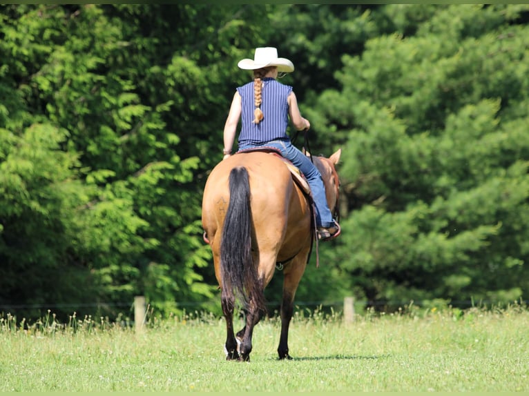 American Quarter Horse Castrone 12 Anni Pelle di daino in Clarion