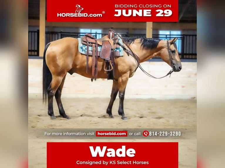 American Quarter Horse Castrone 12 Anni Pelle di daino in Clarion