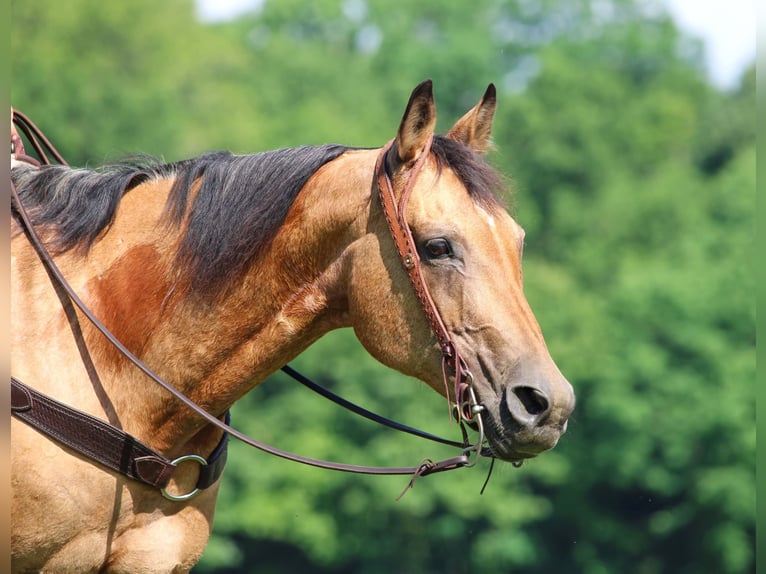 American Quarter Horse Castrone 12 Anni Pelle di daino in Clarion