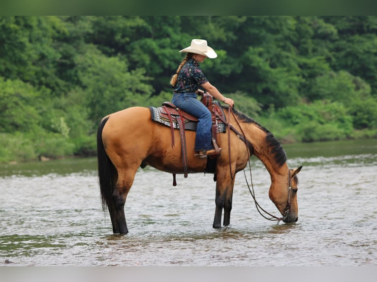 American Quarter Horse Castrone 12 Anni Pelle di daino in Clarion