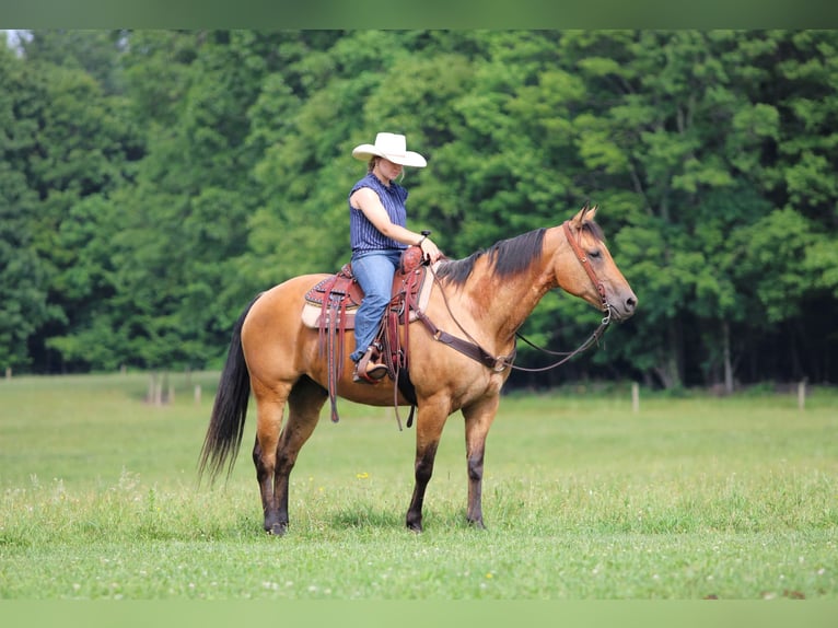 American Quarter Horse Castrone 12 Anni Pelle di daino in Clarion