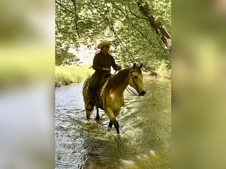 American Quarter Horse Castrone 12 Anni Pelle di daino in Rougemont