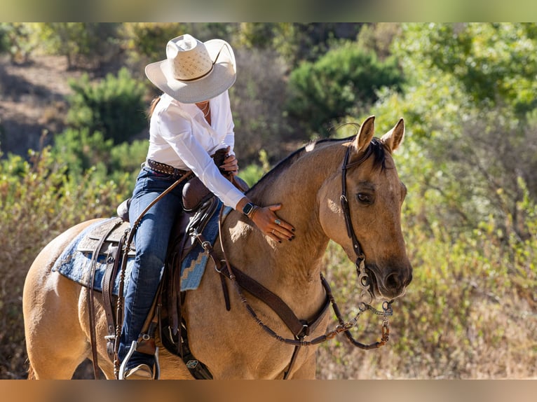 American Quarter Horse Castrone 12 Anni Pelle di daino in Ventura