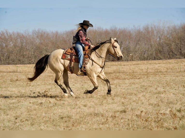 American Quarter Horse Mix Castrone 12 Anni Pelle di daino in Valley Springs, SD