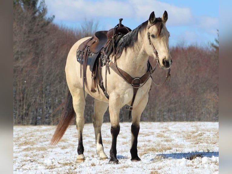 American Quarter Horse Castrone 12 Anni Pelle di daino in Clarion, PA