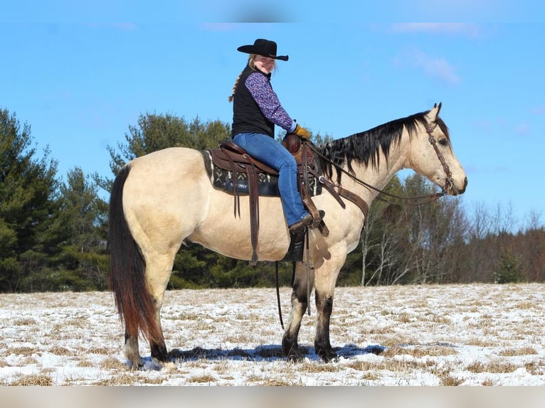American Quarter Horse Castrone 12 Anni Pelle di daino in Clarion, PA
