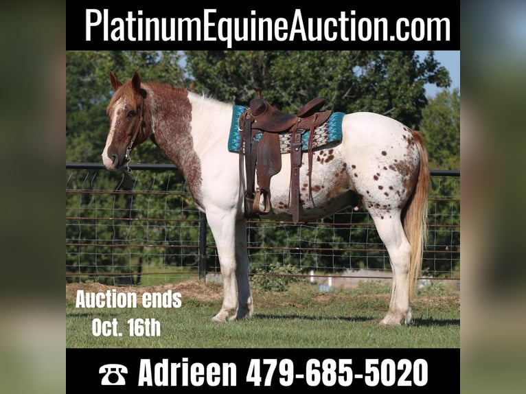 American Quarter Horse Castrone 12 Anni Pezzato in Canton, TX