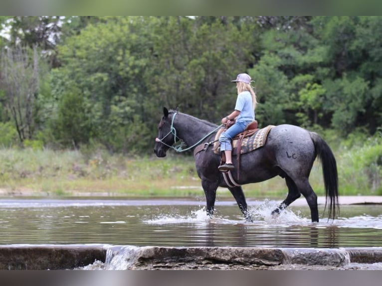 American Quarter Horse Castrone 12 Anni Roano blu in Joshua, TX
