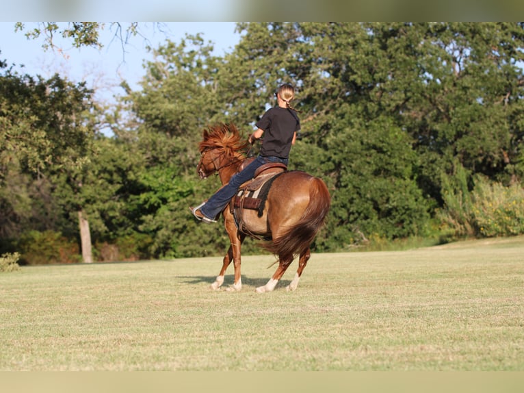 American Quarter Horse Castrone 12 Anni Roano rosso in Stephenville TX