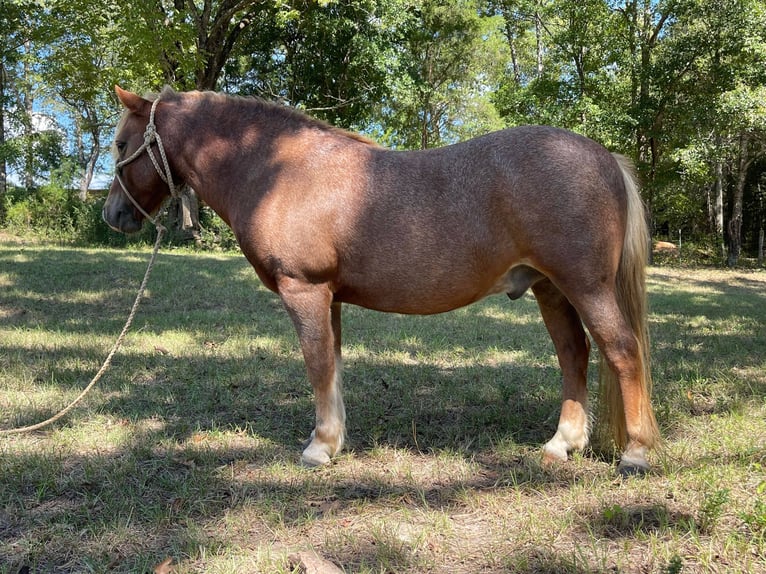 American Quarter Horse Castrone 12 Anni Sauro ciliegia in Brierfield, AL