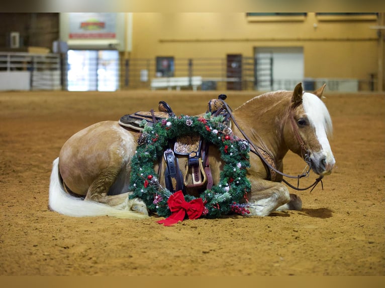 American Quarter Horse Castrone 12 Anni Sauro ciliegia in Rusk TX