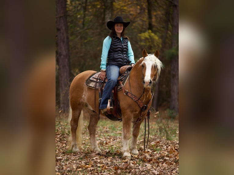 American Quarter Horse Castrone 12 Anni Sauro ciliegia in Rusk TX