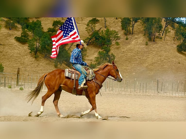 American Quarter Horse Castrone 12 Anni Sauro ciliegia in Tres Pinos