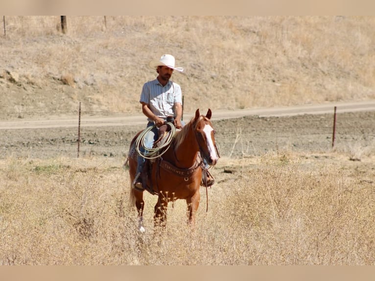 American Quarter Horse Castrone 12 Anni Sauro ciliegia in Tres Pinos