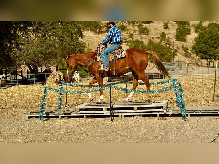 American Quarter Horse Castrone 12 Anni Sauro ciliegia in Tres Pinos