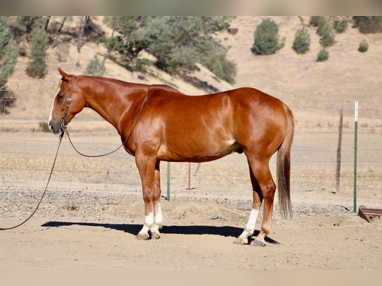 American Quarter Horse Castrone 12 Anni Sauro ciliegia in Tres Pinos