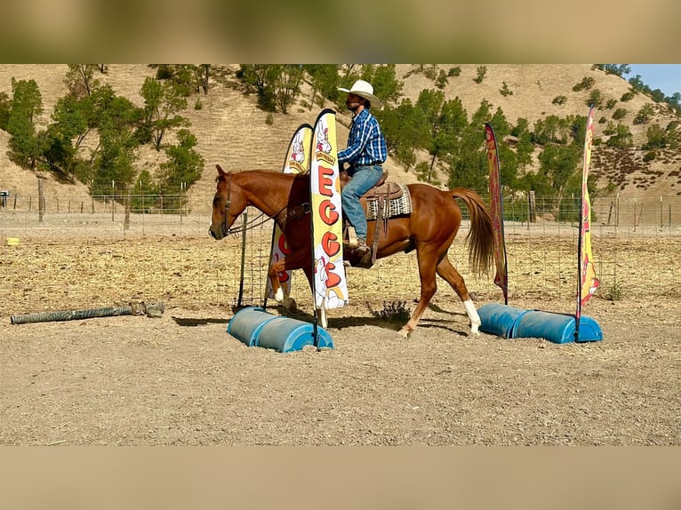 American Quarter Horse Castrone 12 Anni Sauro ciliegia in Tres Pinos
