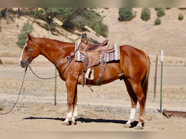 American Quarter Horse Castrone 12 Anni Sauro ciliegia in Tres Pinos