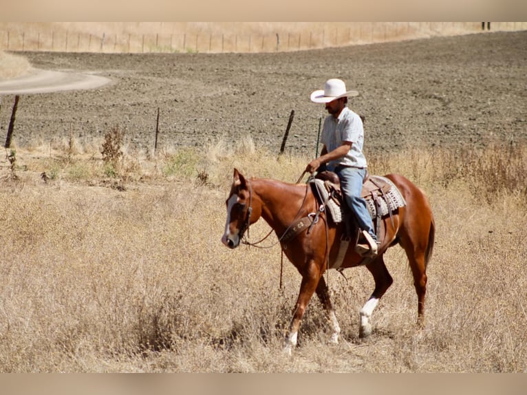 American Quarter Horse Castrone 12 Anni Sauro ciliegia in Tres Pinos
