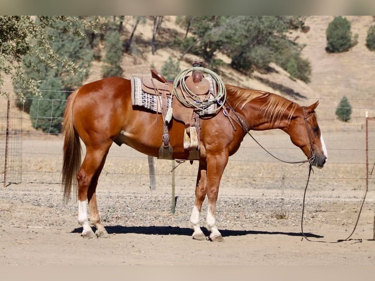 American Quarter Horse Castrone 12 Anni Sauro ciliegia in Tres Pinos