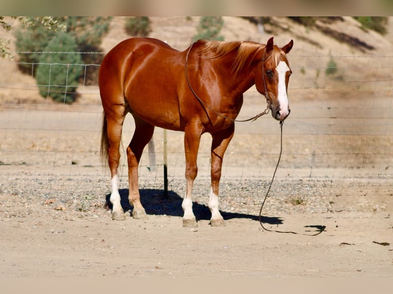 American Quarter Horse Castrone 12 Anni Sauro ciliegia in Tres Pinos