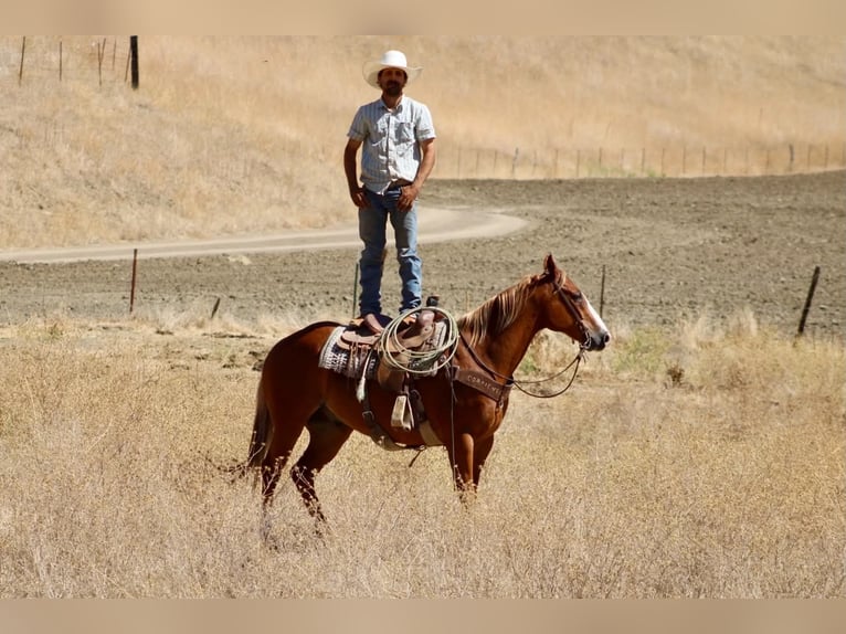 American Quarter Horse Castrone 12 Anni Sauro ciliegia in Tres Pinos