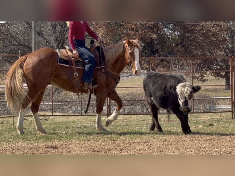 American Quarter Horse Castrone 12 Anni Sauro ciliegia in Weatherford