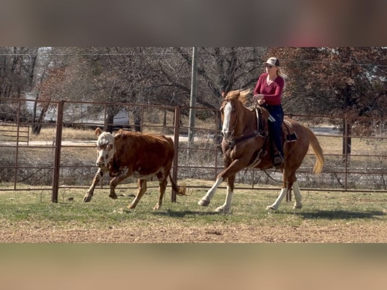 American Quarter Horse Castrone 12 Anni Sauro ciliegia in Weatherford