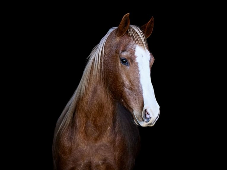American Quarter Horse Castrone 12 Anni Sauro ciliegia in Weatherford