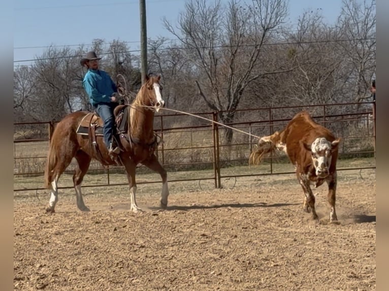 American Quarter Horse Castrone 12 Anni Sauro ciliegia in Weatherford