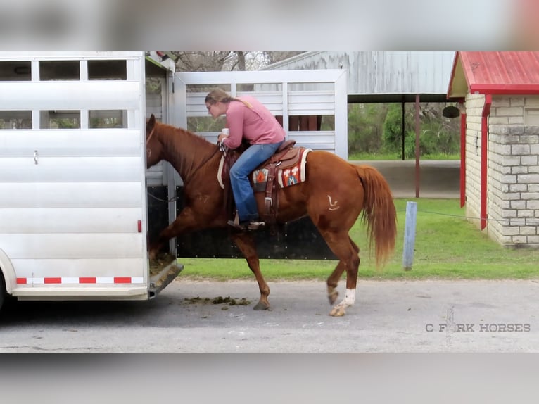 American Quarter Horse Castrone 12 Anni Sauro scuro in Stephenville TX