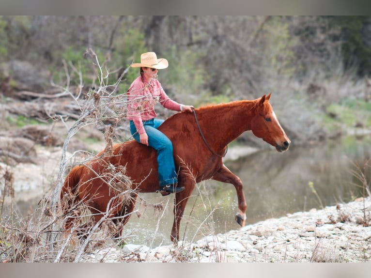 American Quarter Horse Castrone 12 Anni Sauro scuro in Stephenville TX