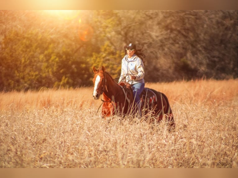 American Quarter Horse Castrone 12 Anni Sauro scuro in Stephenville, TX