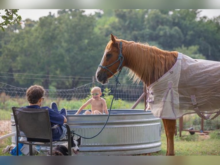 American Quarter Horse Castrone 12 Anni Sauro scuro in WEATHERFORD, TX