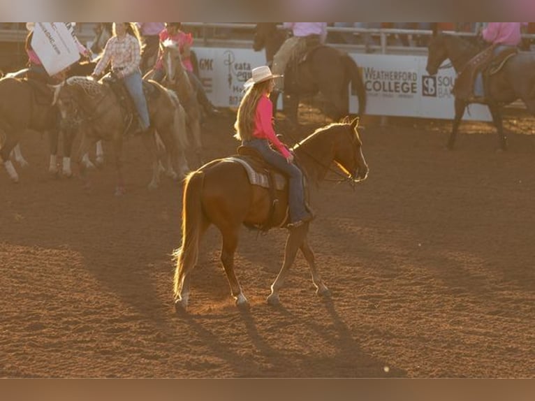 American Quarter Horse Castrone 12 Anni Sauro scuro in WEATHERFORD, TX