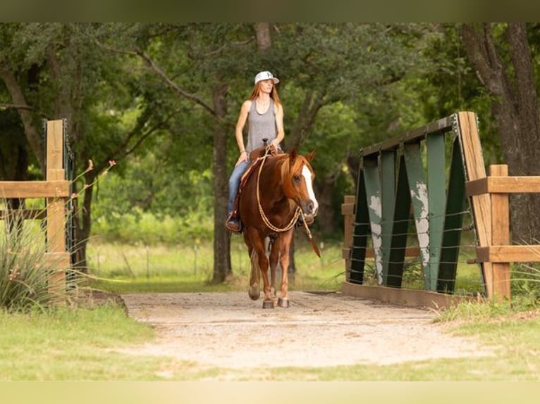 American Quarter Horse Castrone 12 Anni Sauro scuro in WEATHERFORD, TX